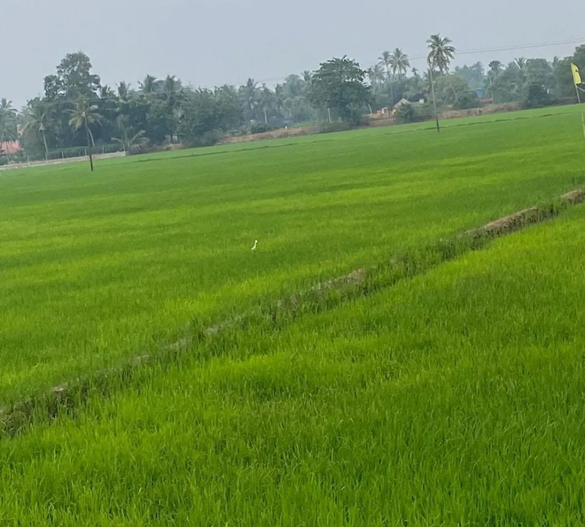 The Riverbells -An Island Stay Alappuzha India